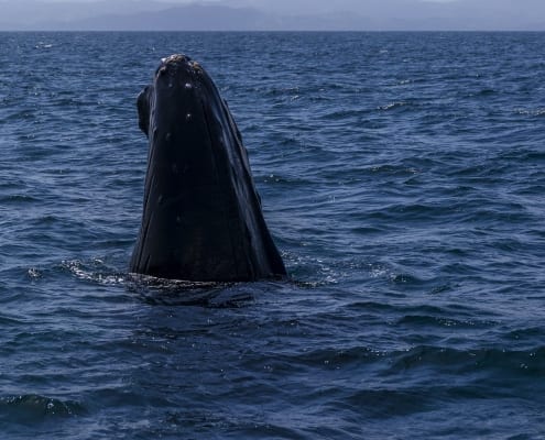 samaná - humpback whales - the yoga loft cabarete